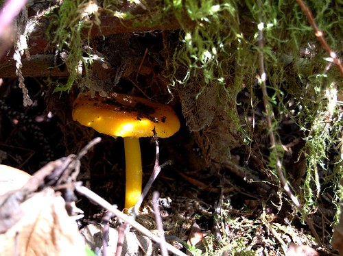 Yellow 'shroom