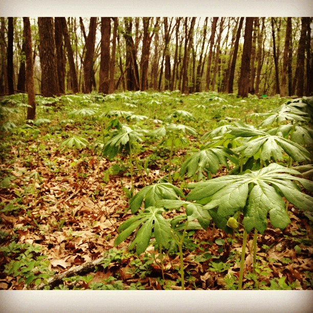 93/365+1 Umbrellas #green #forest #squaready