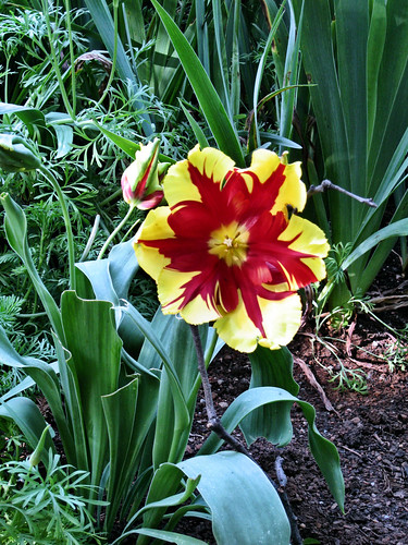 parott_tulip