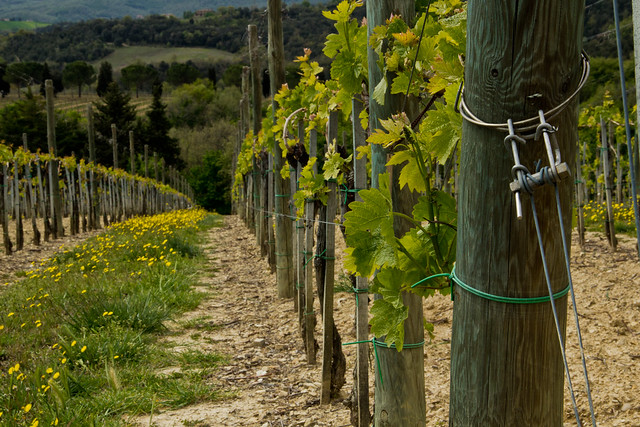 Umbrian Vineyard - Italian Countryside