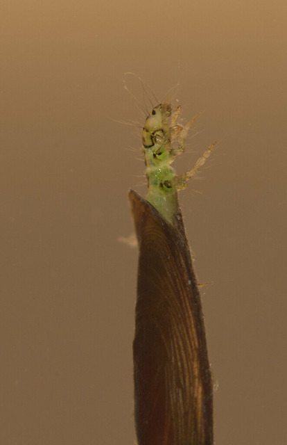 Micro caddisfly larva Agraylea multipunctata edited