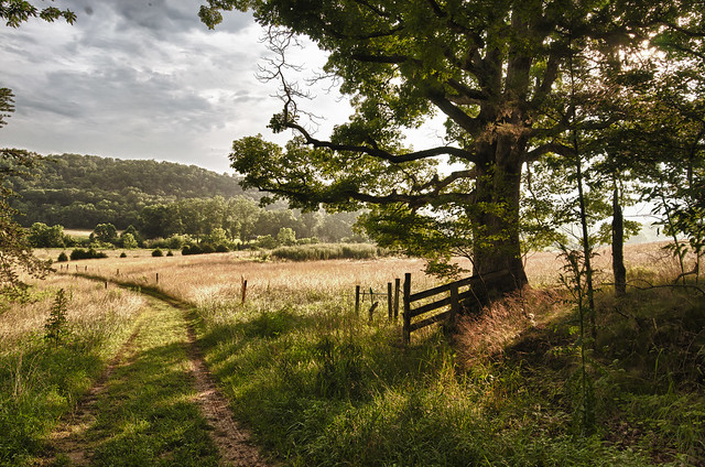 Early Summer Morning by Roderick Perkinson, shot at Shenandoah River State Park, Best in Show