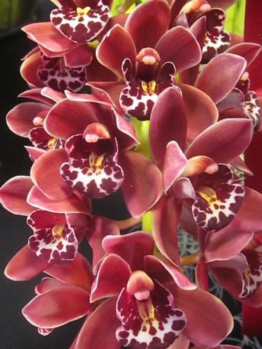 Burgundy Orchids