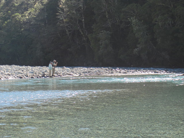 stalking fish in new zealands clear waters