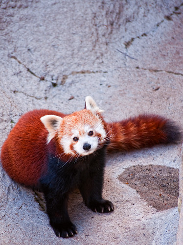 Red Panda by DisHippy