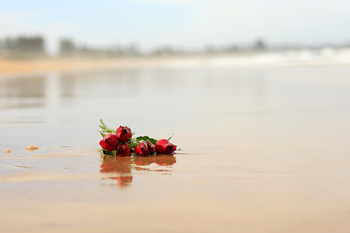 roses on beach