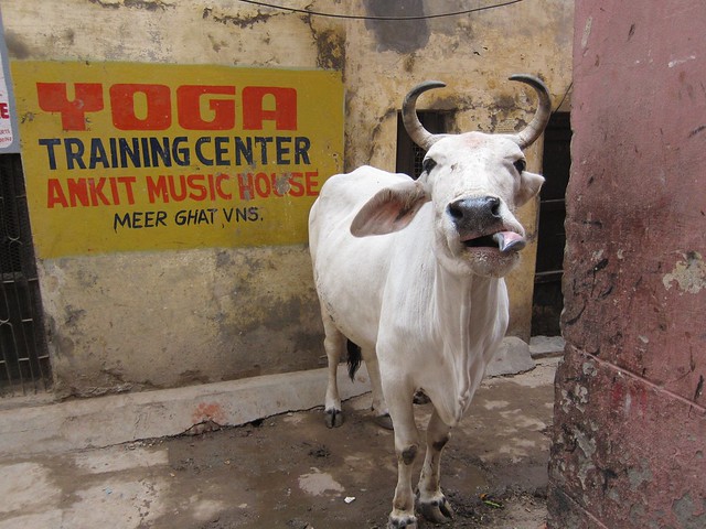 Yoga Cow