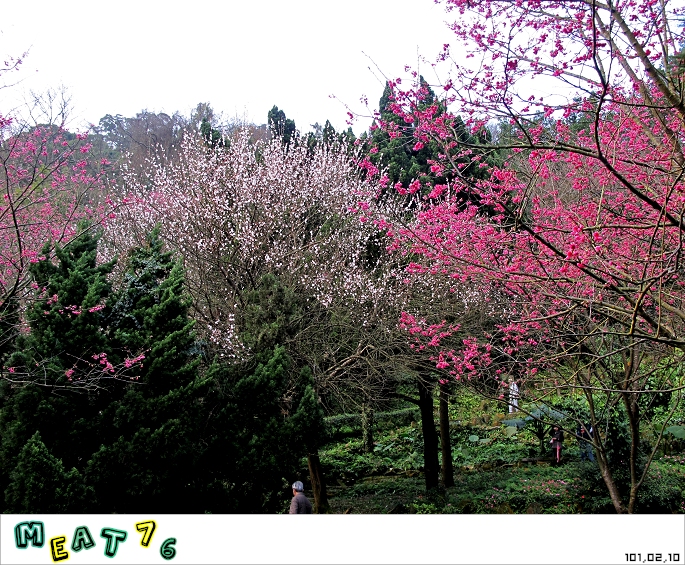 【遊記】陽明山國家公園｜櫻花乍現在粉紅意境的花花世界11