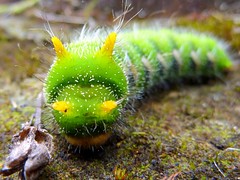 Caterpillars of Ecuador