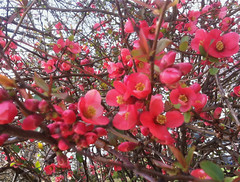 Flowering Quince by randubnick