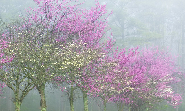 "Dogwoods and Redbuds in Fog" by James Adams