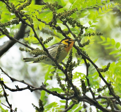 Blackburnian Warbler, Central Park