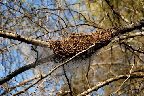 Writhing mass of Eastern Tent Caterpillars, Malacosoma americanum, on a branch of an old plum tree.