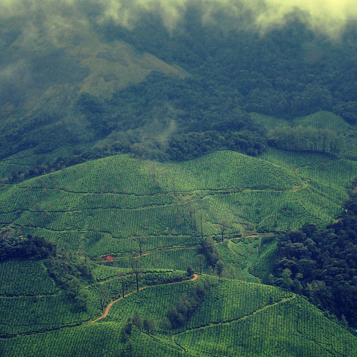 無料写真素材|自然風景|田園・農場|風景インド|緑色・グリーン