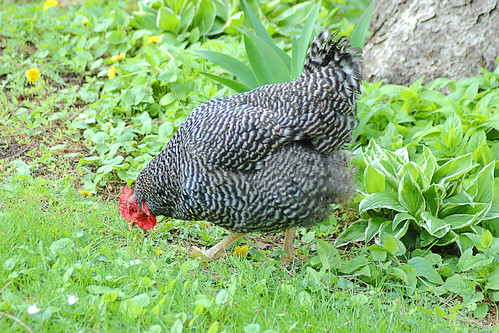 chickens for pest control ( especially ticks ).