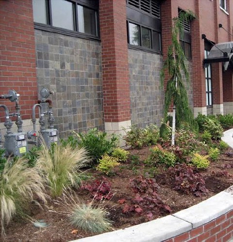 green infrastructure to manage stormwater (DC planning office)