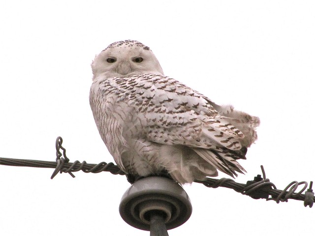 Snowy Owl near Lexington, IL 26