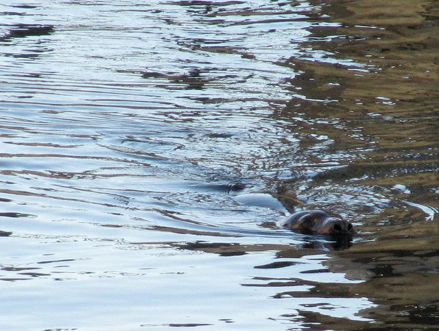 Seal in the Providence River!