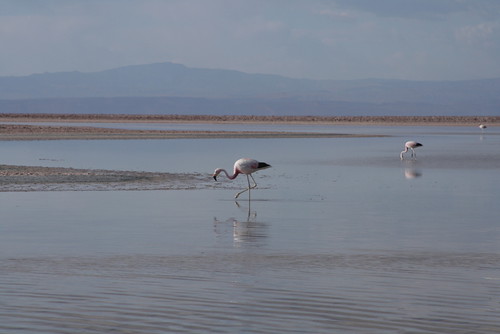 andean flamingo