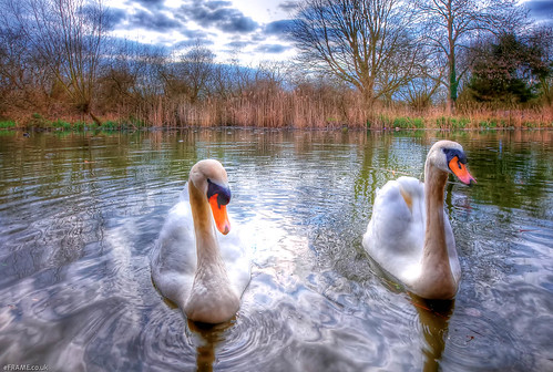 Posing Pair (HDR) by eFRAME.co.uk
