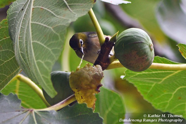 Silvereye enjoying a fig