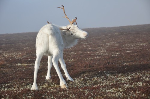 Reindeer; now where's that itch!