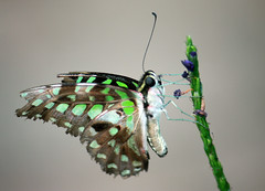 Tailed jay butterflies