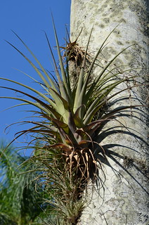 epiphyte on Royal Palm