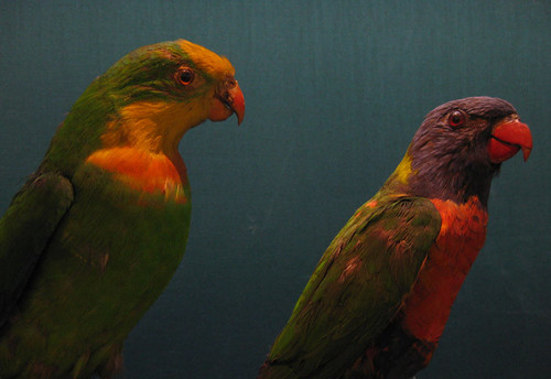 booth museum parrots