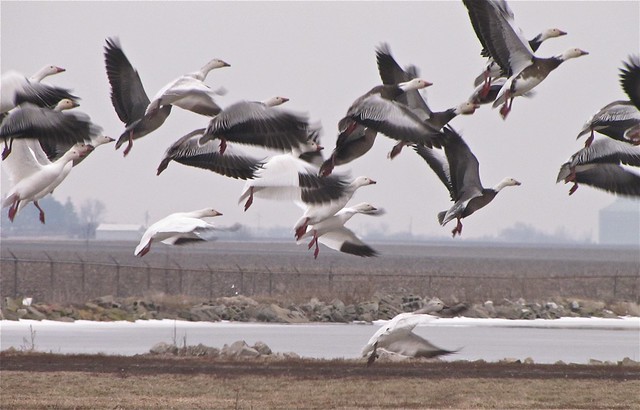 Snow Geese at Gridley Wastewater Treatment Ponds in McLean County, IL 11