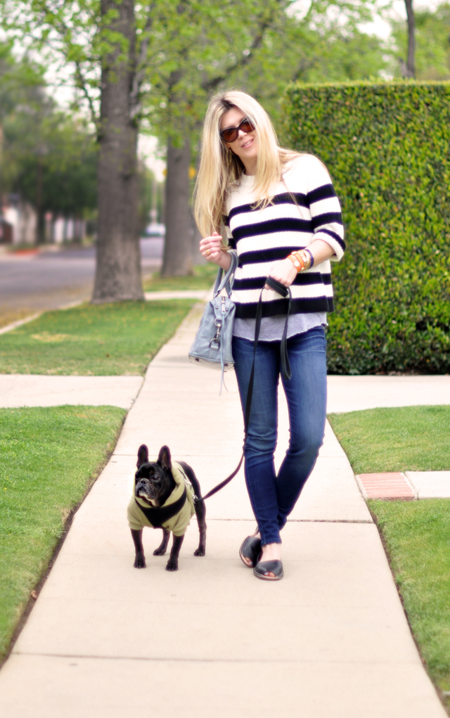 jeans and a sweater-french bulldog