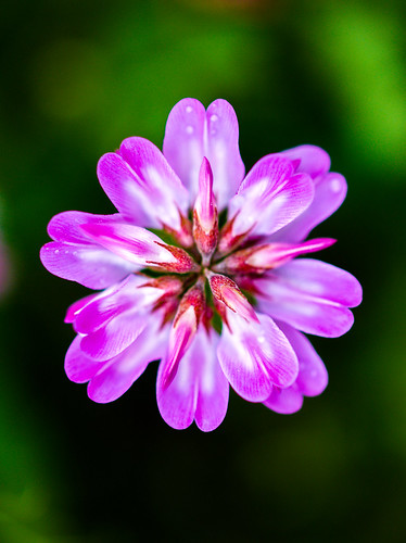 無料写真素材|花・植物|ゲンゲ・レンゲ