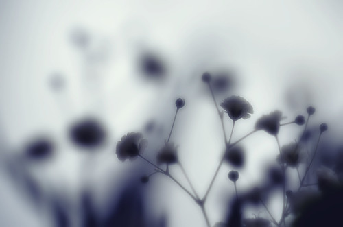 無料写真素材|花・植物|かすみ草・カスミソウ