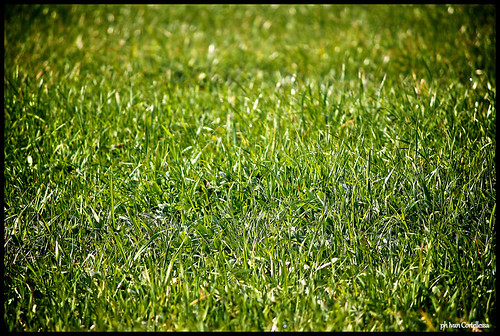 .: grass is green :. by ivan.cortellessa