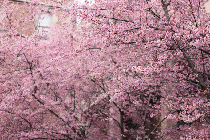 forest of pink