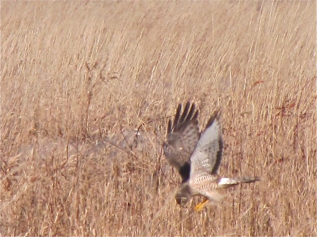 Northern Harrier in McLean County 03