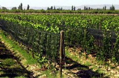 Uva: exportar mosto a costo 0 y asociar viñateros y bodegas