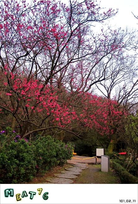 【遊記】陽明山國家公園｜櫻花乍現在粉紅意境的花花世界24