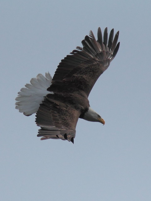 Bald Eagle male in flight 20120217