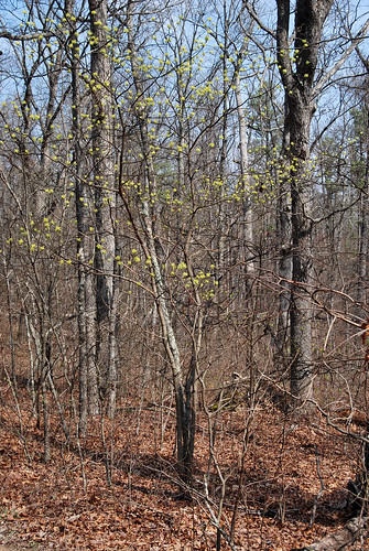 Sassafras Tree as seen in the early spring in the Missouri Ozarks with yellow flowers.