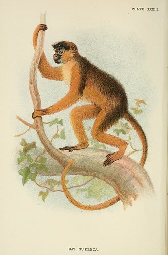 024-Guereza aullador-A hand-book  to the primates-Volume 2-1896- Henry Ogg Forbes
