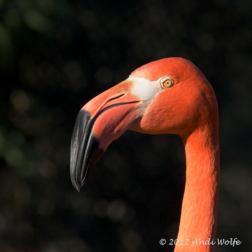Flamingo by andiwolfe