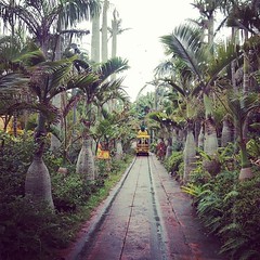 パイナップル園
