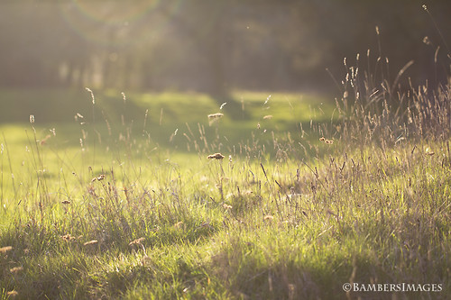 Late afternoon sunshine. by BambersImages