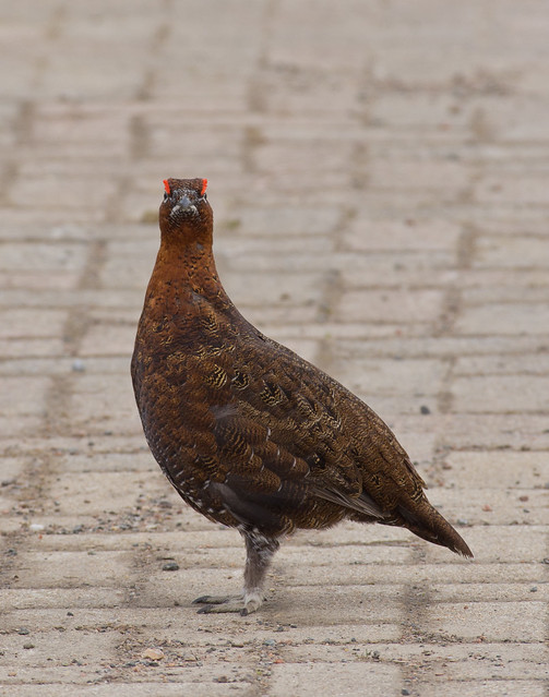 red grouse 9