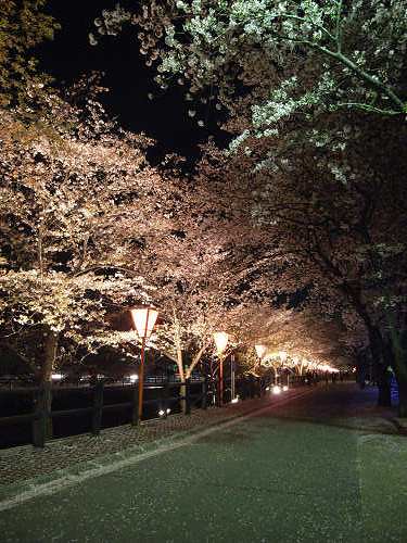 夜桜2012＠大中公園（大和高田市）-06