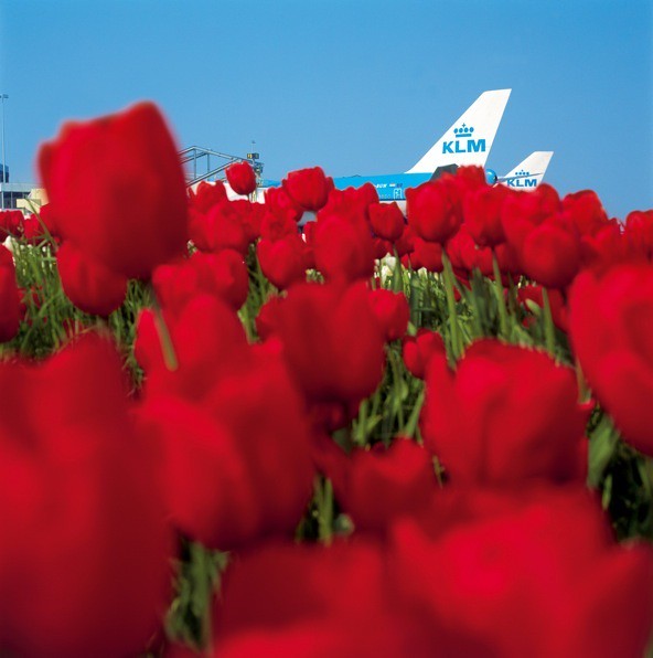KLM tulips 1
