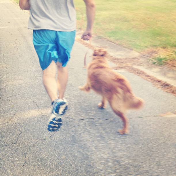 Montag's first run with us. #goldenretriever #running #toneitup