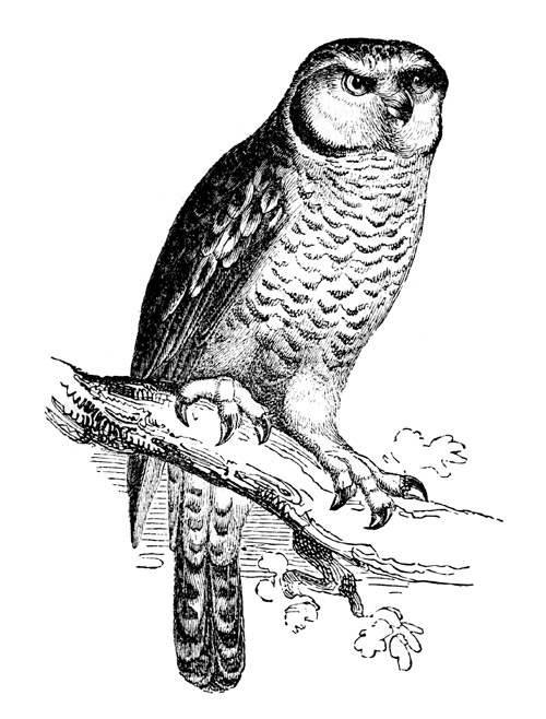 owl-hawk-engraving
