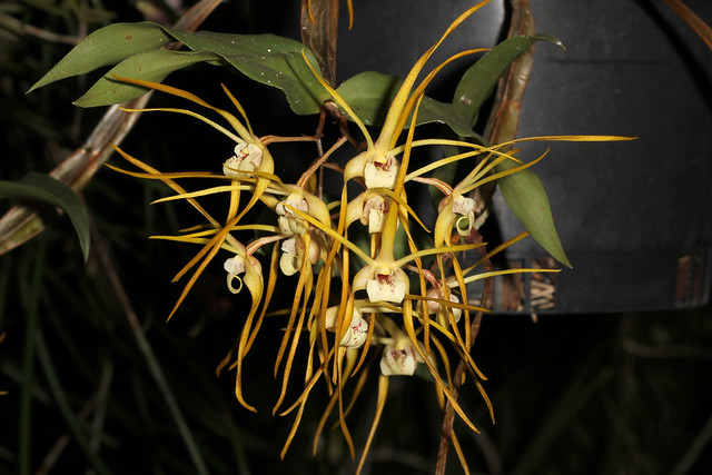 Tetrabaculum melaleucaphilum (syn Dendrobium tetragonum var. melaleucaphilum) 2011-09-24 02